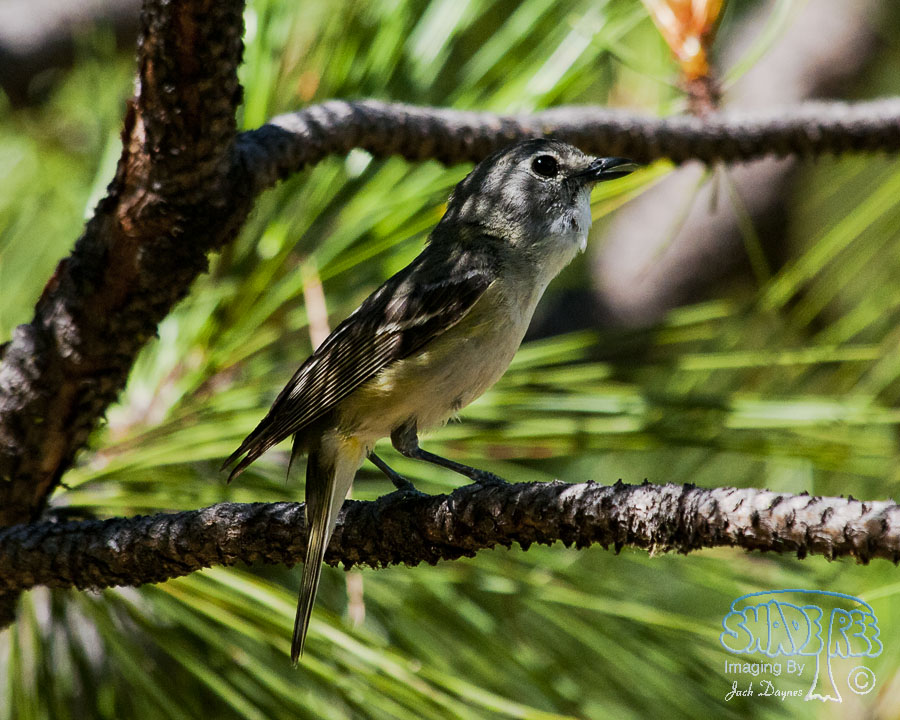 Cassin's Vireo - Vireo cassinii