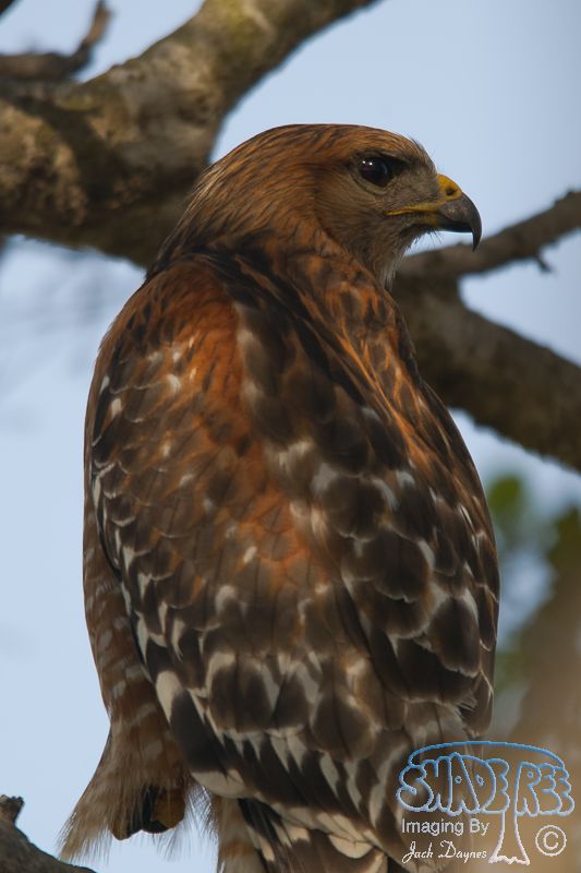 Red-Shouldered Hawk - Buteo lineatus