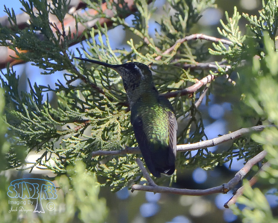 Rivoli's Hummingbird - Eugenes fulgens