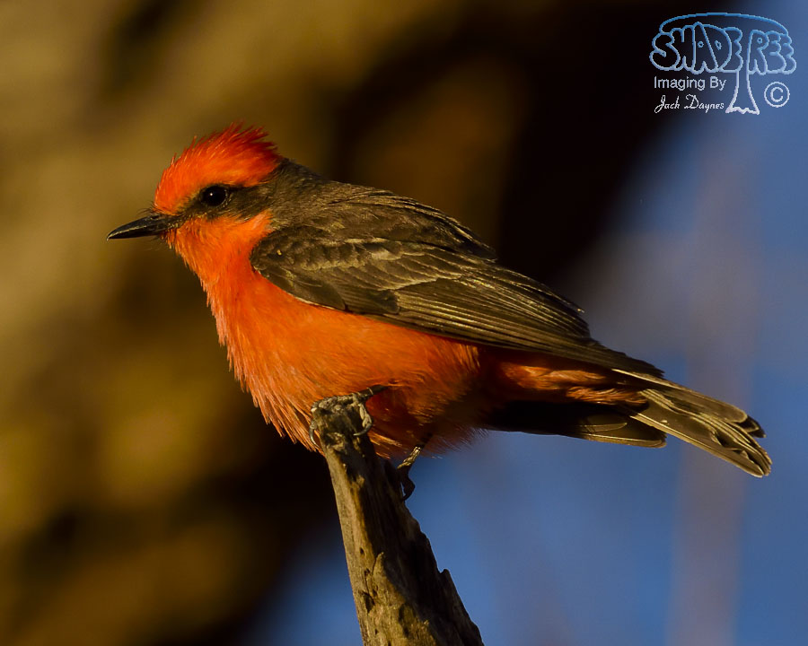 Vermilion Flycatcher - Pyrocephalus rubinus