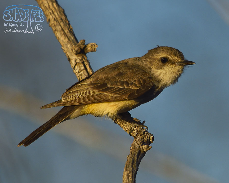 Vermilion Flycatcher - Pyrocephalus rubinus