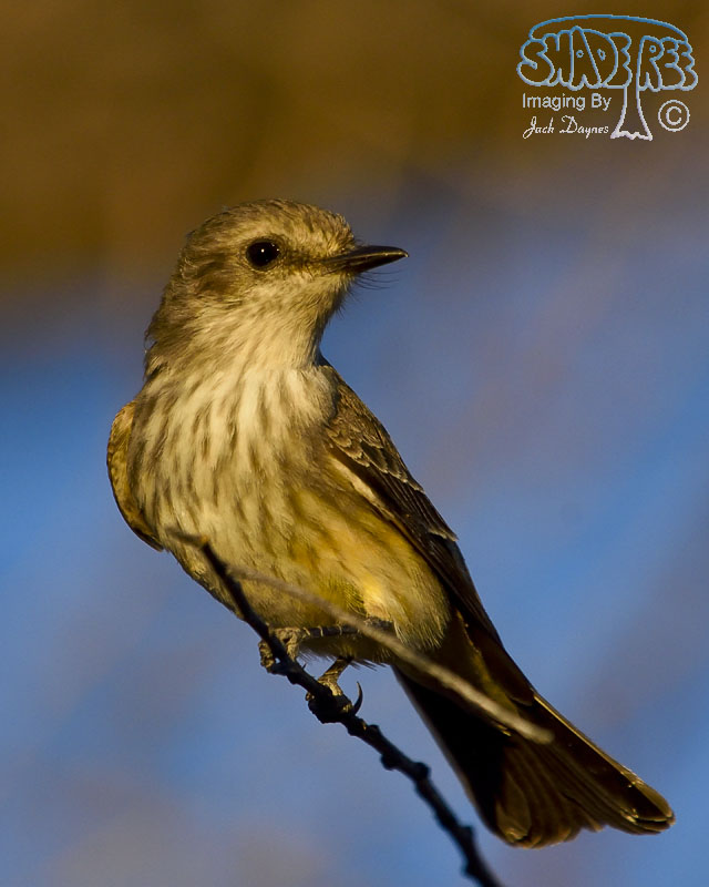 Vermilion Flycatcher - Pyrocephalus rubinus