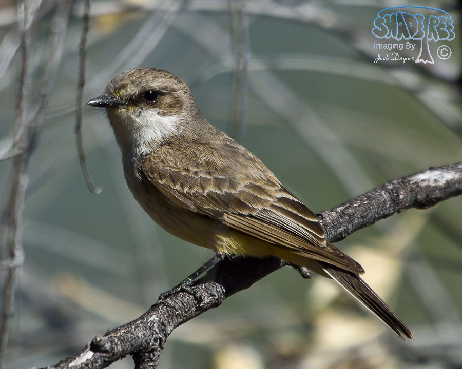 Vermilion Flycatcher - Pyrocephalus rubinus