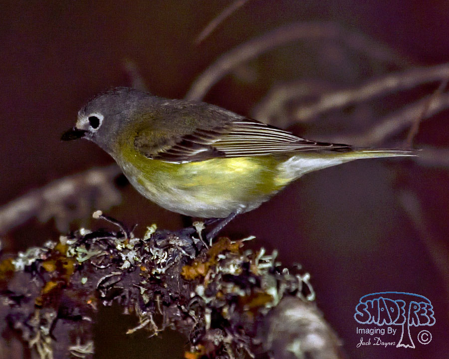Cassin's Vireo - Vireo cassinii