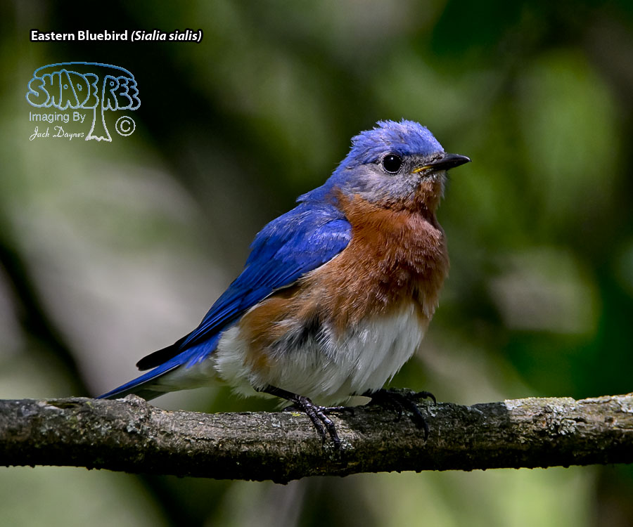 Eastern Bluebird - Sialia sialis