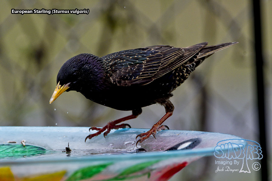 European Starling - Sturnus vulgaris