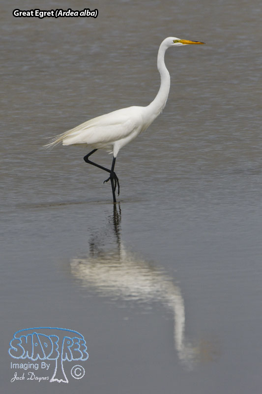 Great Egret - Ardea alba