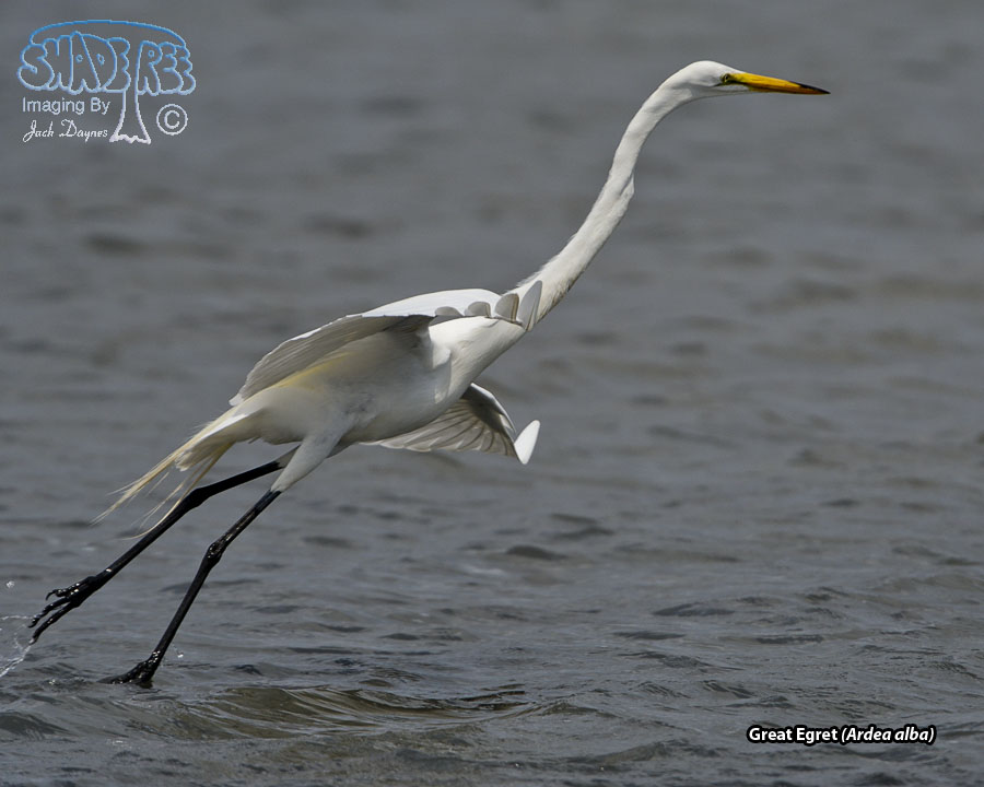 Great Egret - Ardea alba