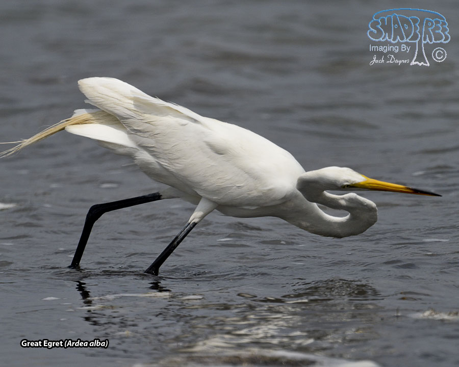 Great Egret - Ardea alba