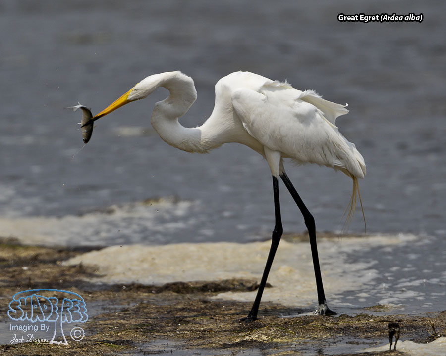 Great Egret - Ardea alba