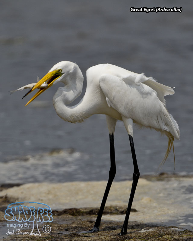 Great Egret - Ardea alba