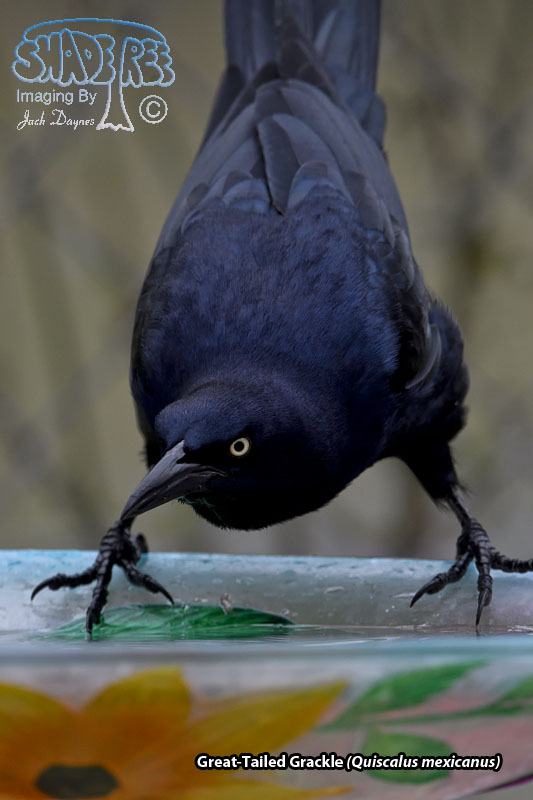 Great-Tailed Grackle - Quiscalus mexicanus
