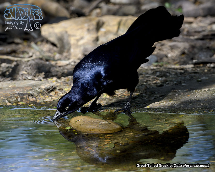 Great-Tailed Grackle - Quiscalus mexicanus