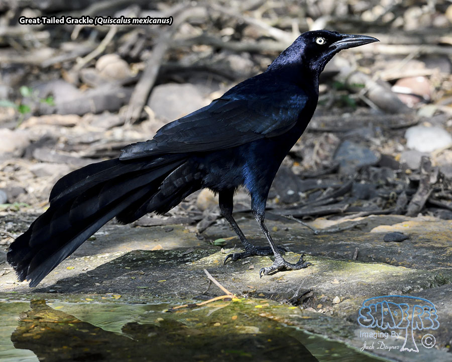 Great-Tailed Grackle - Quiscalus mexicanus