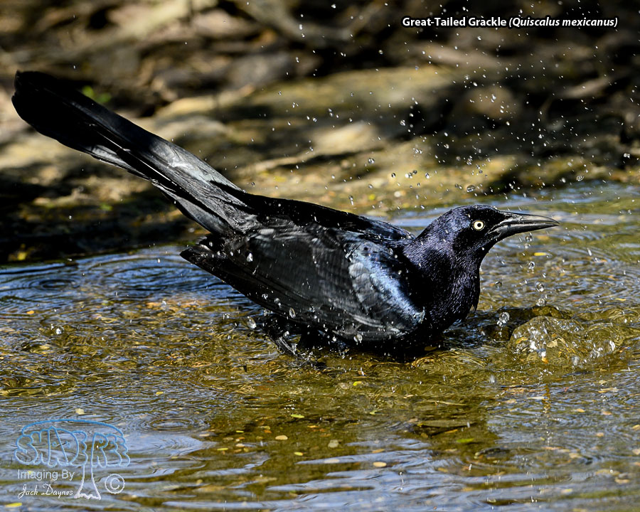 Great-Tailed Grackle - Quiscalus mexicanus
