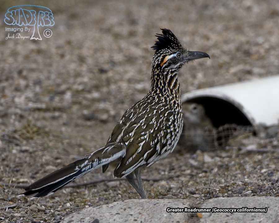 Greater Roadrunner - Geococcyx californianus