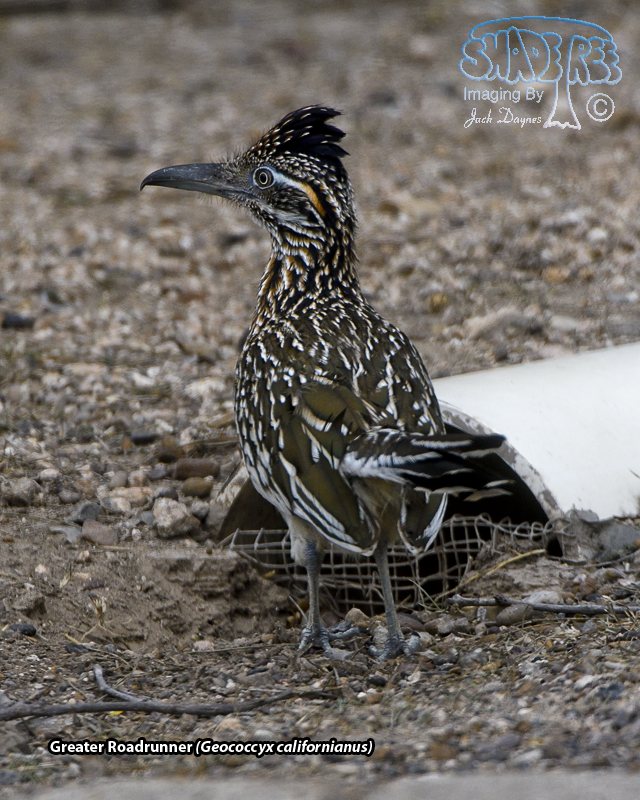 Greater Roadrunner - Geococcyx californianus