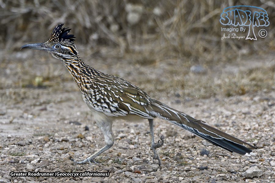 Greater Roadrunner - Geococcyx californianus