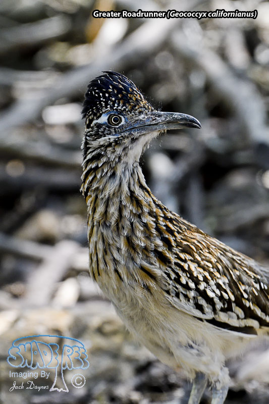 Greater Roadrunner - Geococcyx californianus