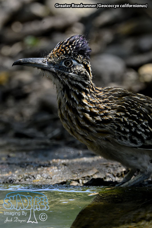 Greater Roadrunner - Geococcyx californianus