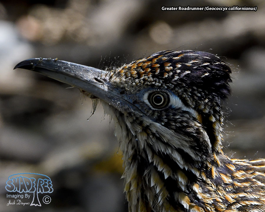 Greater Roadrunner - Geococcyx californianus