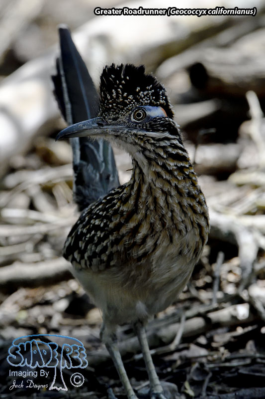 Greater Roadrunner - Geococcyx californianus