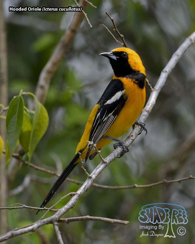 Hooded Oriole - Icterus cucullatus