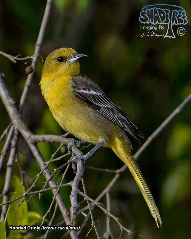Hooded Oriole - Icterus cucullatus