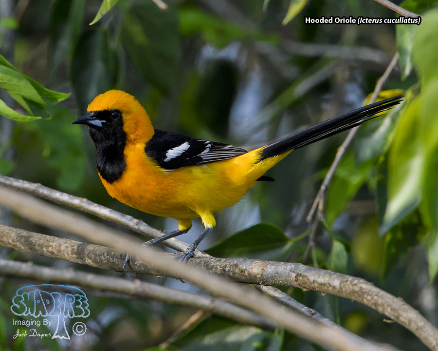 Hooded Oriole - Icterus cucullatus