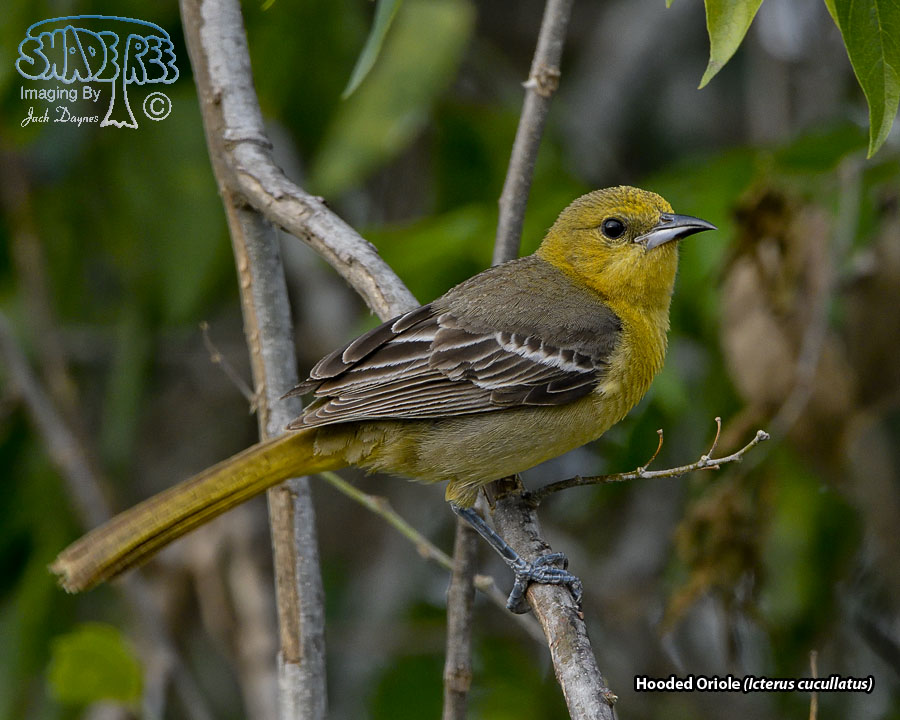 Hooded Oriole - Icterus cucullatus