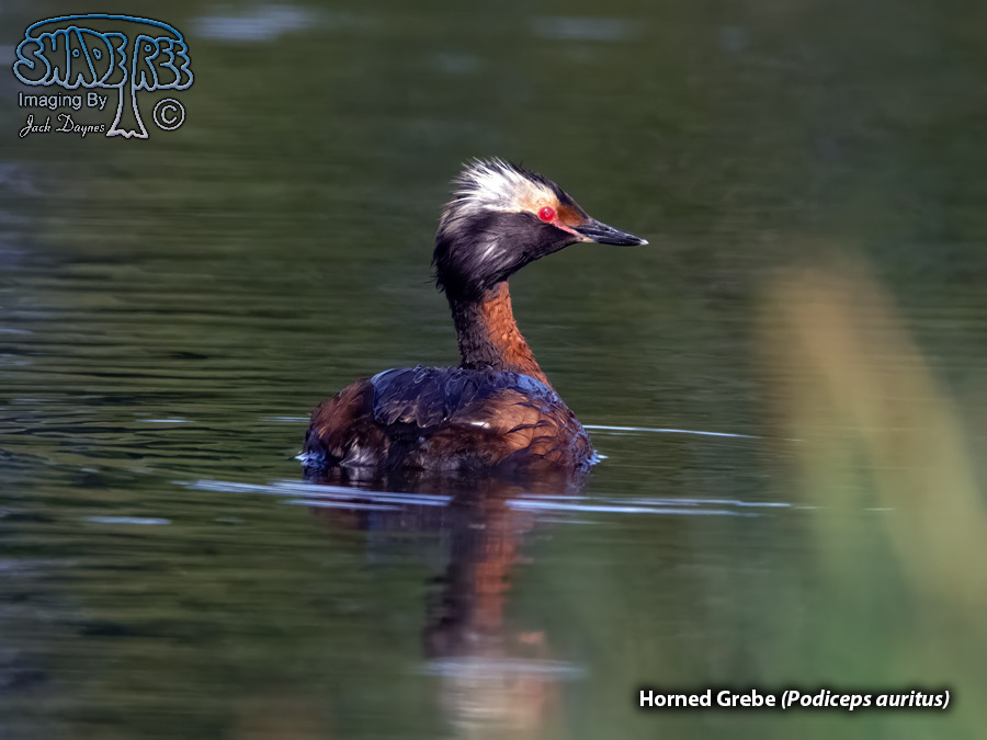 Horned Grebe - Podiceps auritus