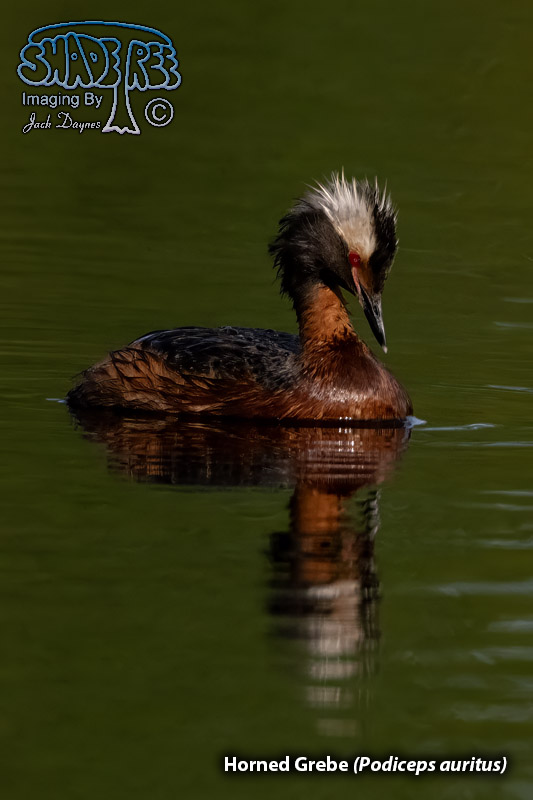 Horned Grebe - Podiceps auritus