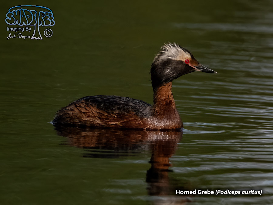 Horned Grebe - Podiceps auritus