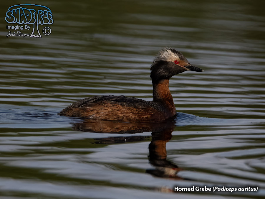 Horned Grebe - Podiceps auritus