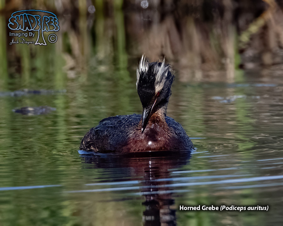 Horned Grebe - Podiceps auritus