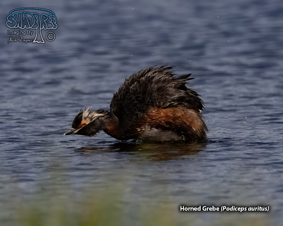 Horned Grebe - Podiceps auritus