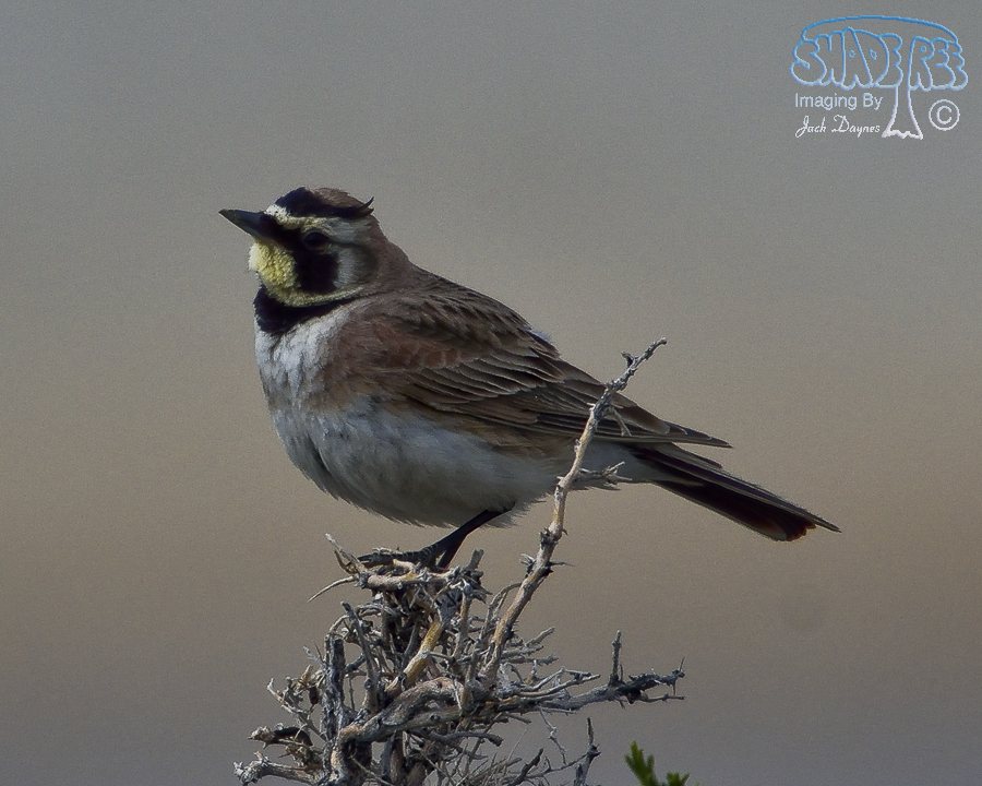 Horned Lark - Eremophila alpestris