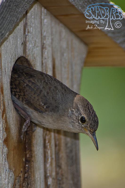 House Wren - Troglodytes aedon