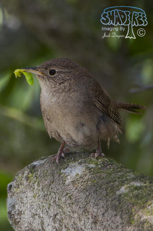 House Wren - Troglodytes aedon