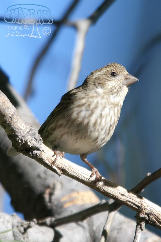 House Finch - Haemorhous mexicanus