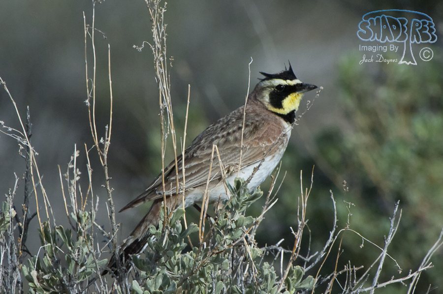 Horned Lark - Eremophila alpestris