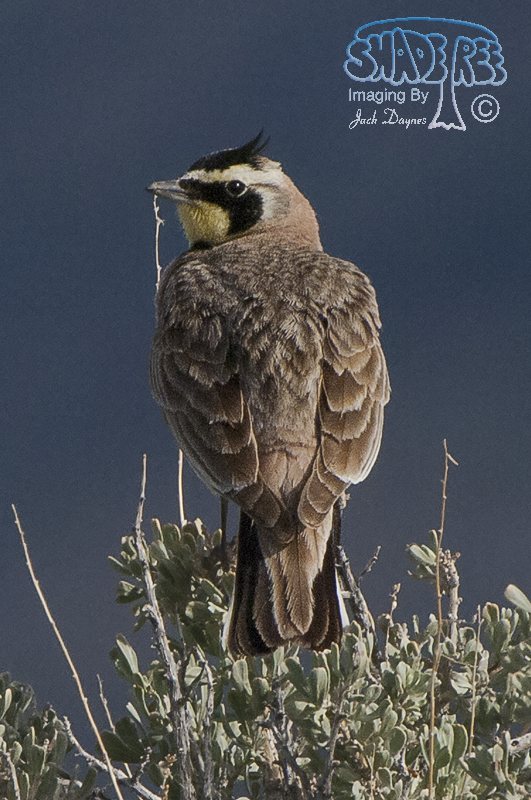 Horned Lark - Eremophila alpestris