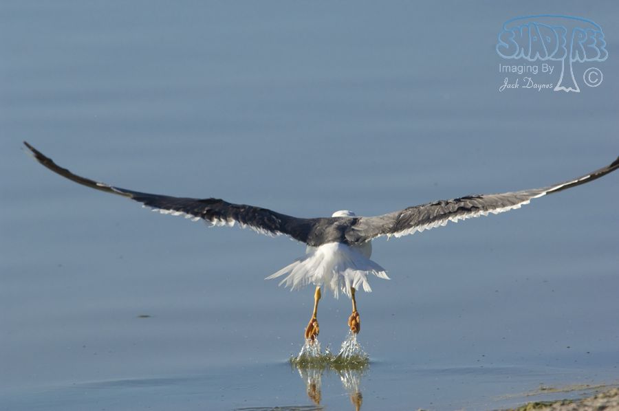 Yellow-Footed Gull - Larus livens