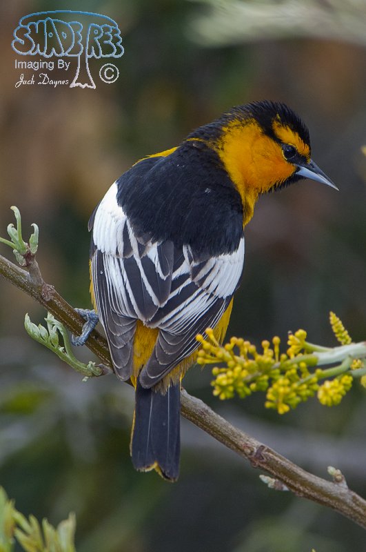 Bullock's Oriole - Icterus bullockii