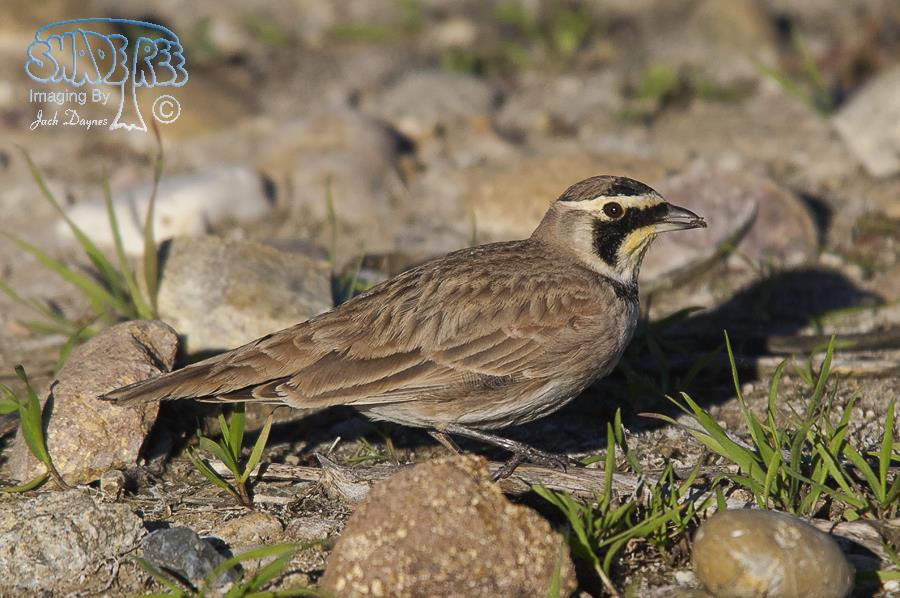 Horned Lark - Eremophila alpestris