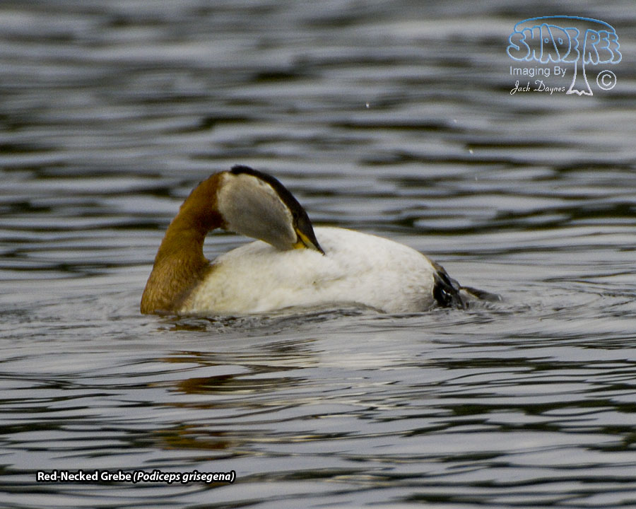Red-Necked Grebe - Podiceps grisegena