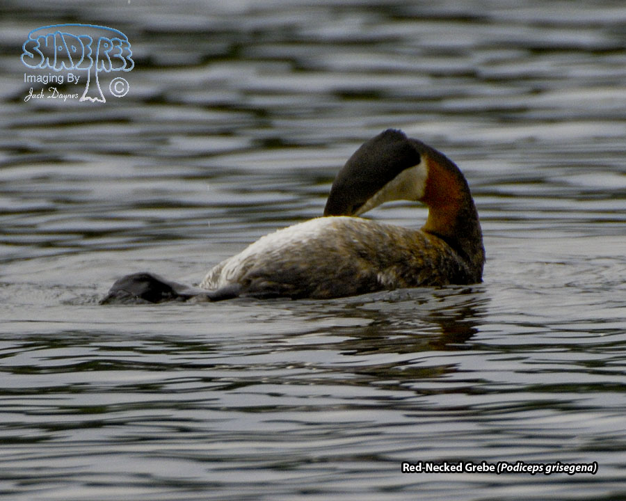 Red-Necked Grebe - Podiceps grisegena