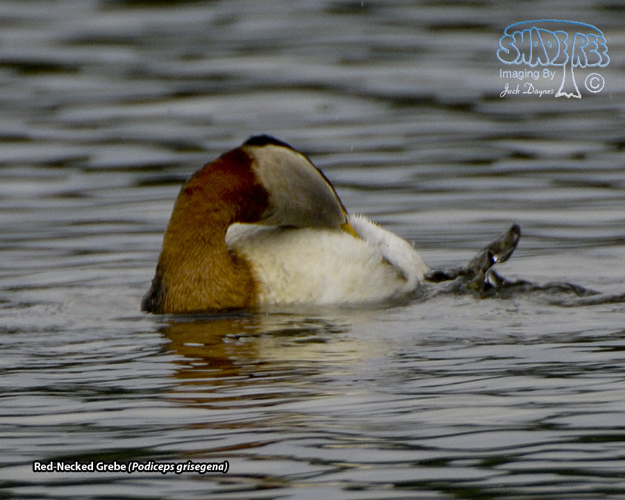 Red-Necked Grebe - Podiceps grisegena