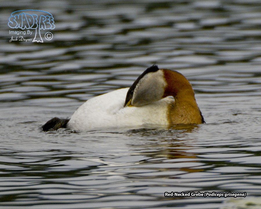 Red-Necked Grebe - Podiceps grisegena