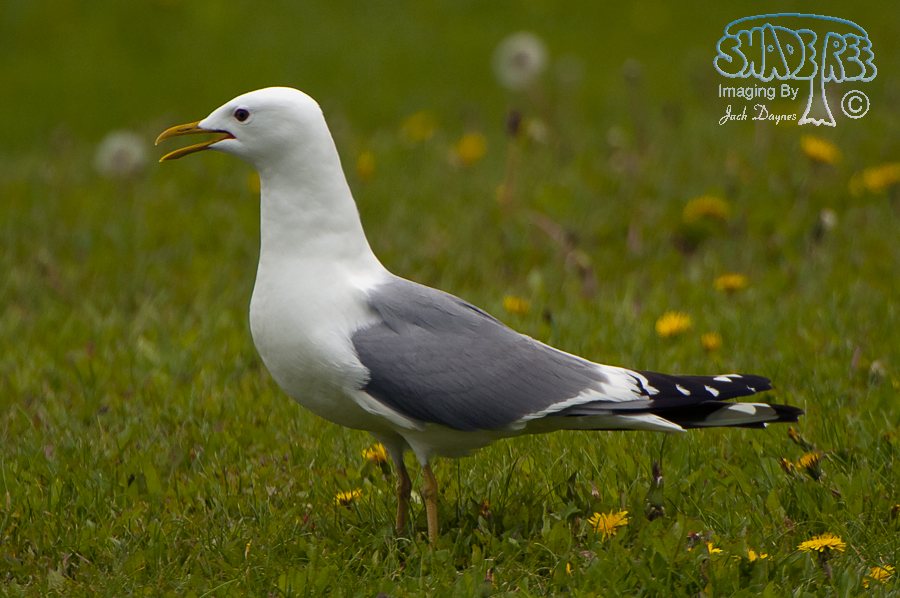 Short-Billed Gull - Larus brachyrhynchus